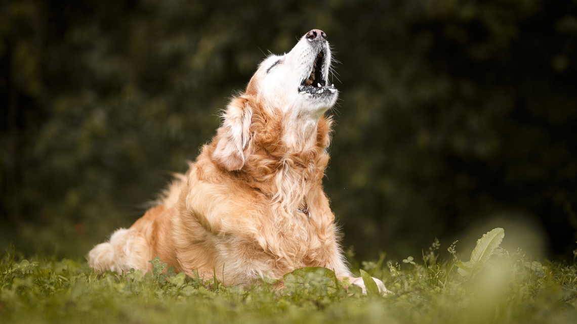 Zakazać by psy nie szczekały zbyt głośno i długo?