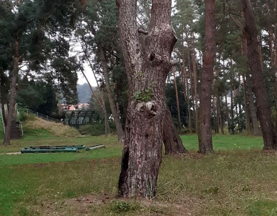 Kto truje drzewa w parku koło Laguny? Kto truje drzewa w parku koło Laguny?
