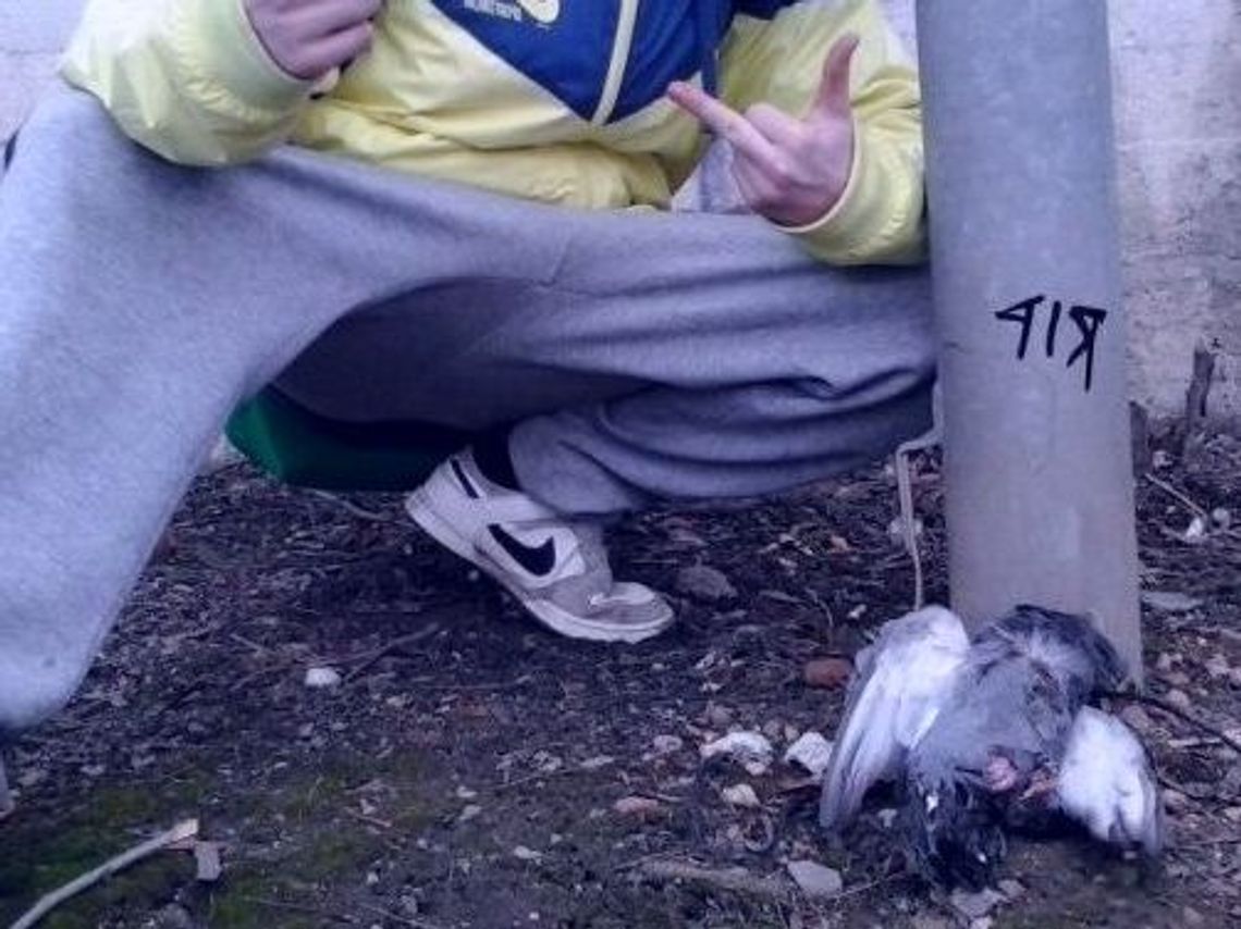 Kto truje gołębie Kto truje gołębie