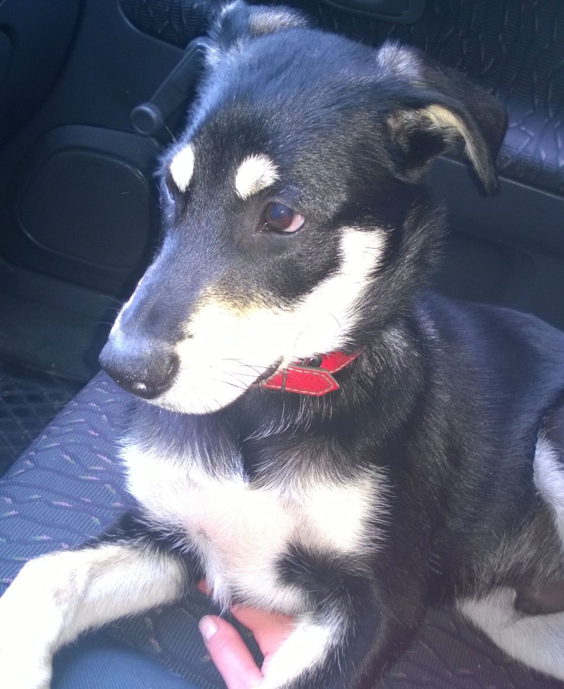 Kto widział tego psiaka? Kto widział tego psiaka?