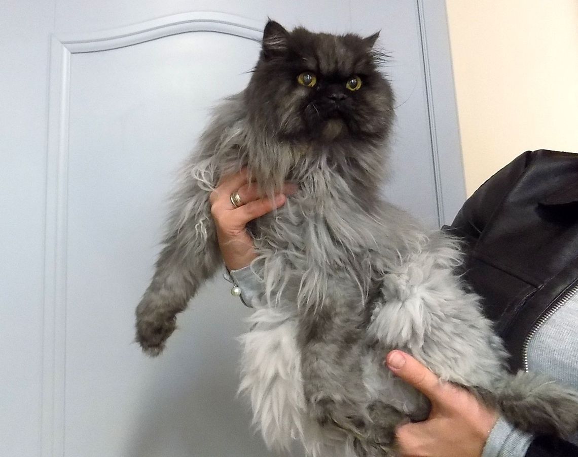 Kto zostawił przy rondzie dwa koty w transportówkach?! Kto zostawił przy rondzie dwa koty w transportówkach?!