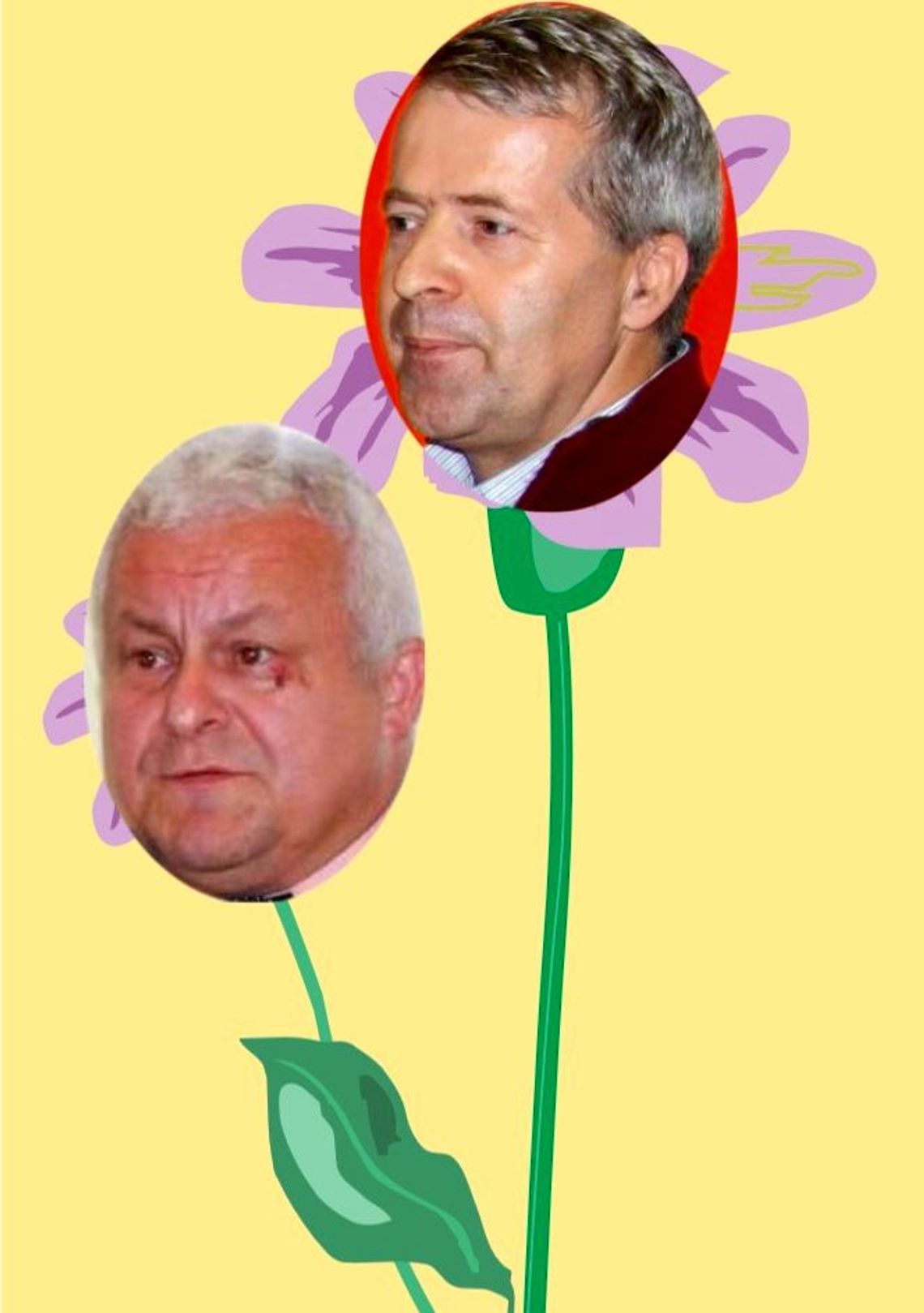 Kwiatki wyborcze - Mieszkowice Kwiatki wyborcze - Mieszkowice