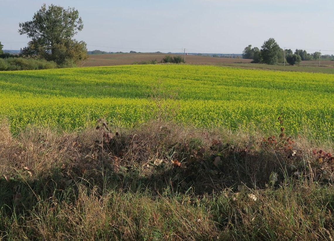 Kwitnie rzepak jesienią?