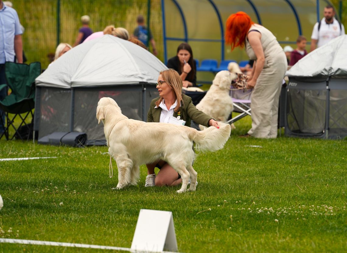 Łączy ich miłość do psów. Fotorelacja z pierwszego dnia Krajowej Wystawy Psów Rasowych