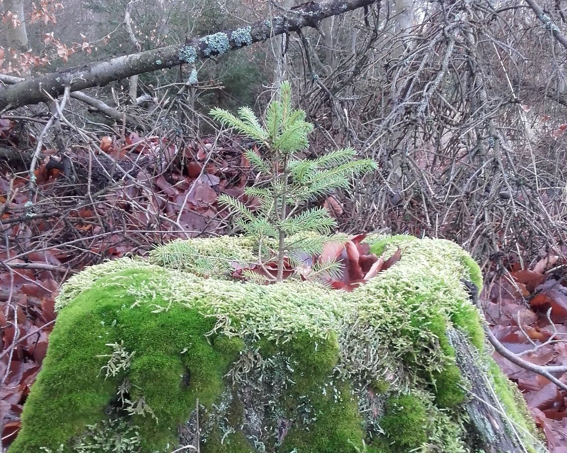 Las stroi się na święta Las stroi się na święta
