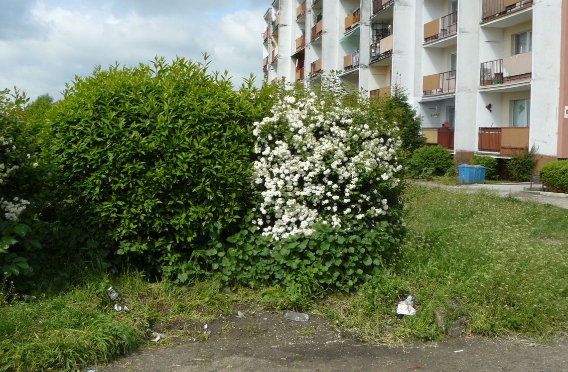 Ławki zniknęły, chwasty zostały Ławki zniknęły, chwasty zostały