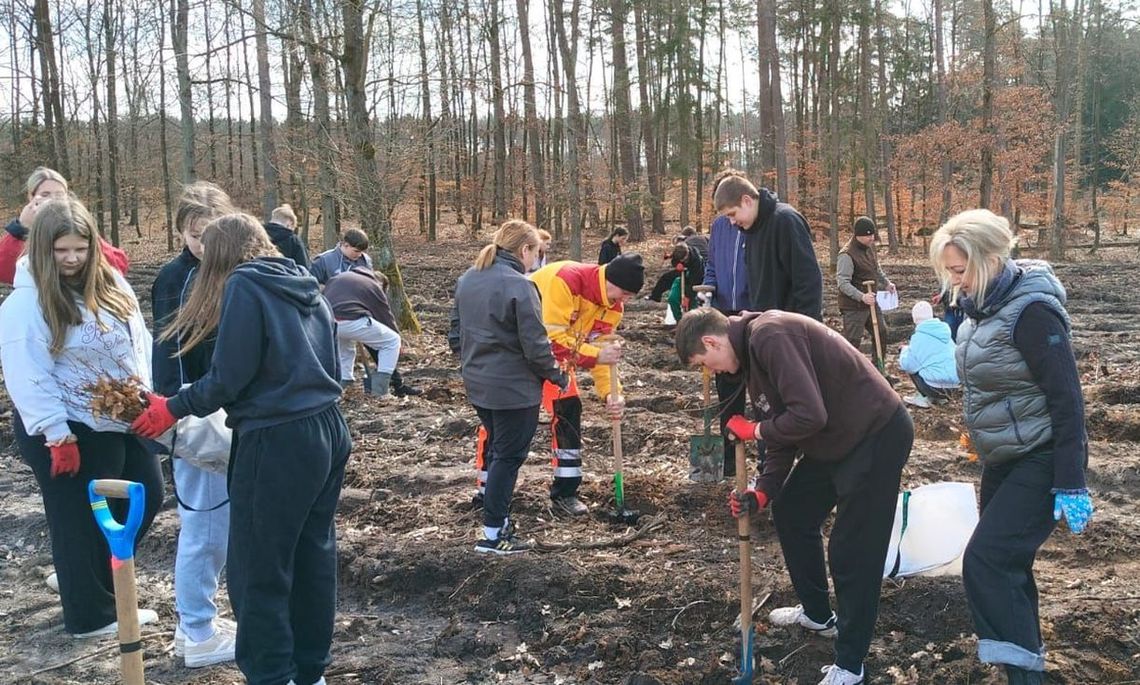 Leśna rewolucja na południu powiatu gryfińskiego. 4000 buków to dopiero pierwszy krok do wielkiej zmiany