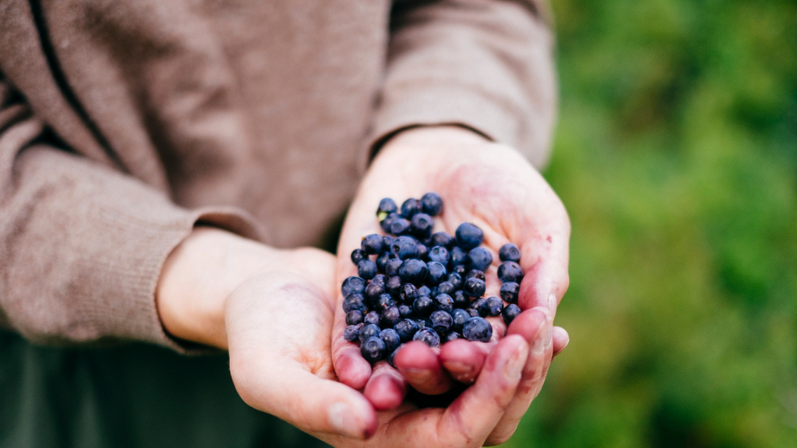 Leśnicy ostrzegają: jagody czy maliny mogą być śmiertelnie groźne Leśnicy ostrzegają: jagody czy maliny mogą być śmiertelnie groźne