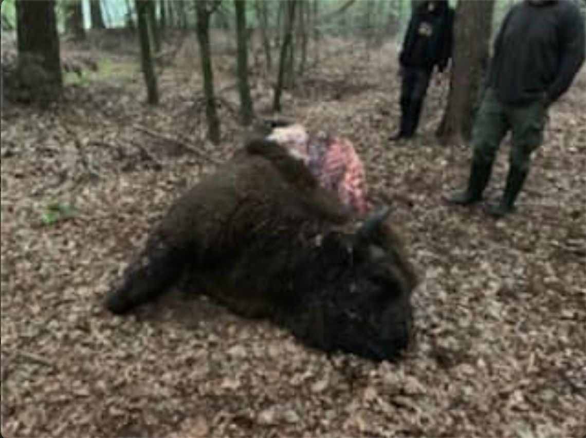 Leśniczy ustrzelił żubra i wyciął kawałki mięsa? Pomyliłem żubra z dzikiem – tłumaczył się kłusownik Leśniczy ustrzelił żubra i wyciął kawałki mięsa? Pomyliłem żubra z dzikiem – tłumaczył się kłusownik