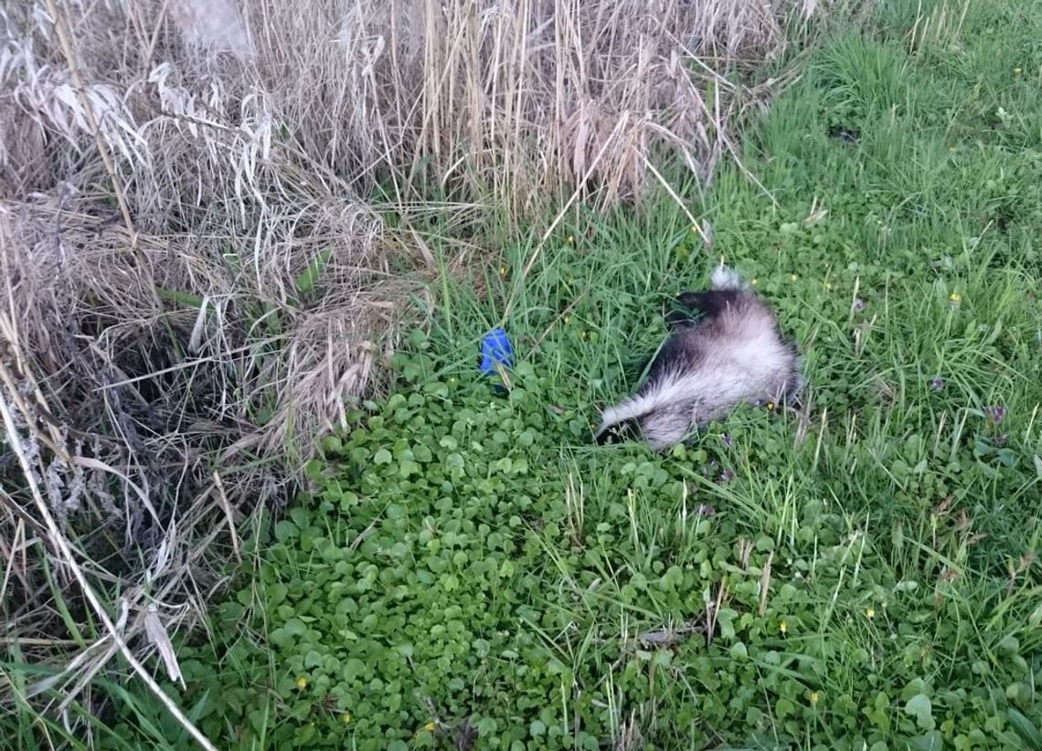 Leży martwy przy granicy Leży martwy przy granicy