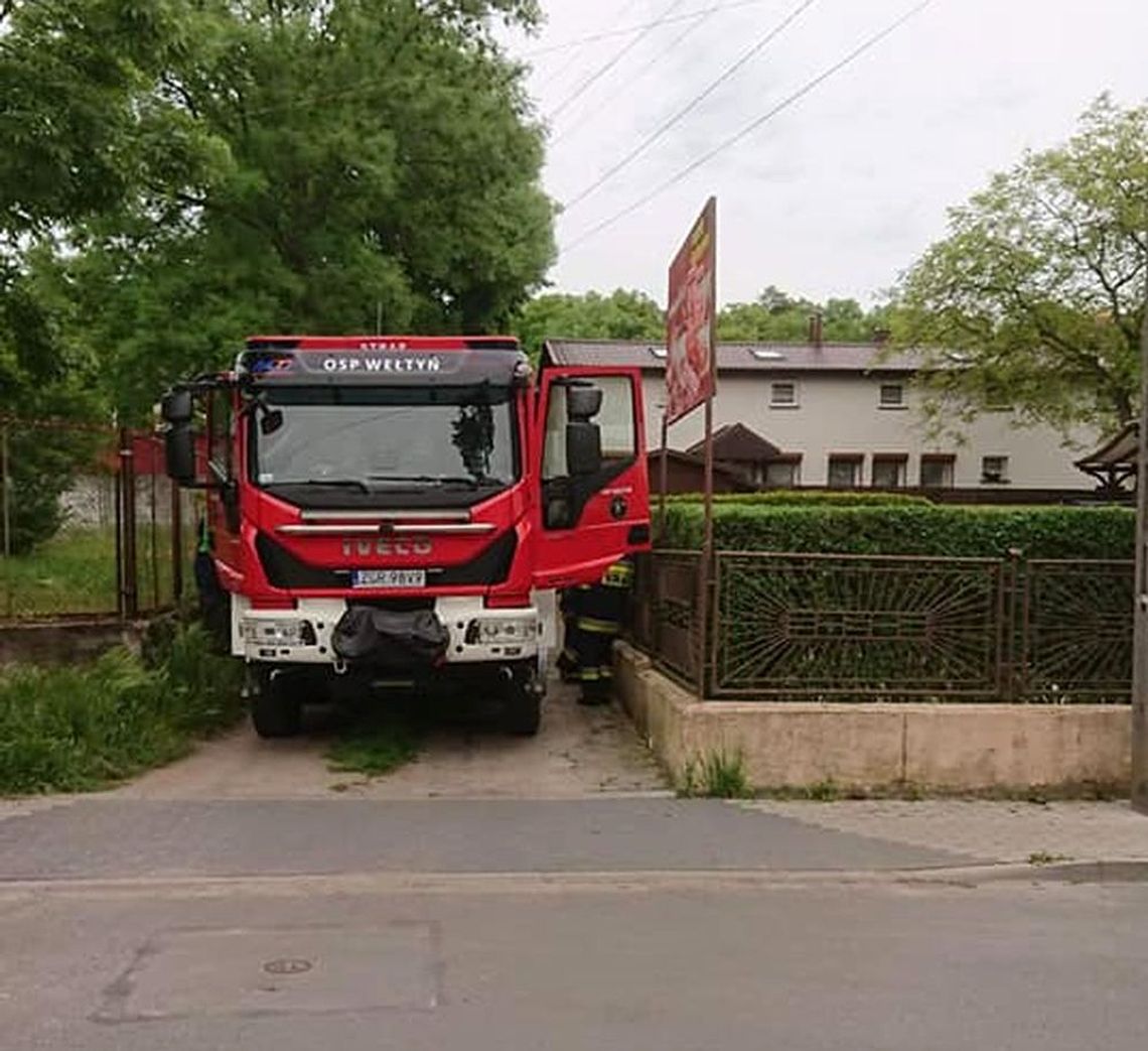 Likwidowali gniazdo szerszeni Likwidowali gniazdo szerszeni