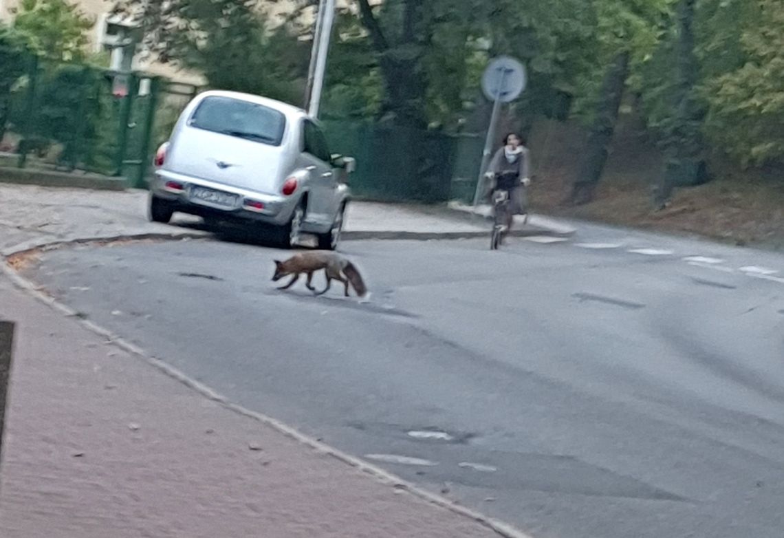 Lis chodzi po Gryfinie jakby nigdy nic Lis chodzi po Gryfinie jakby nigdy nic