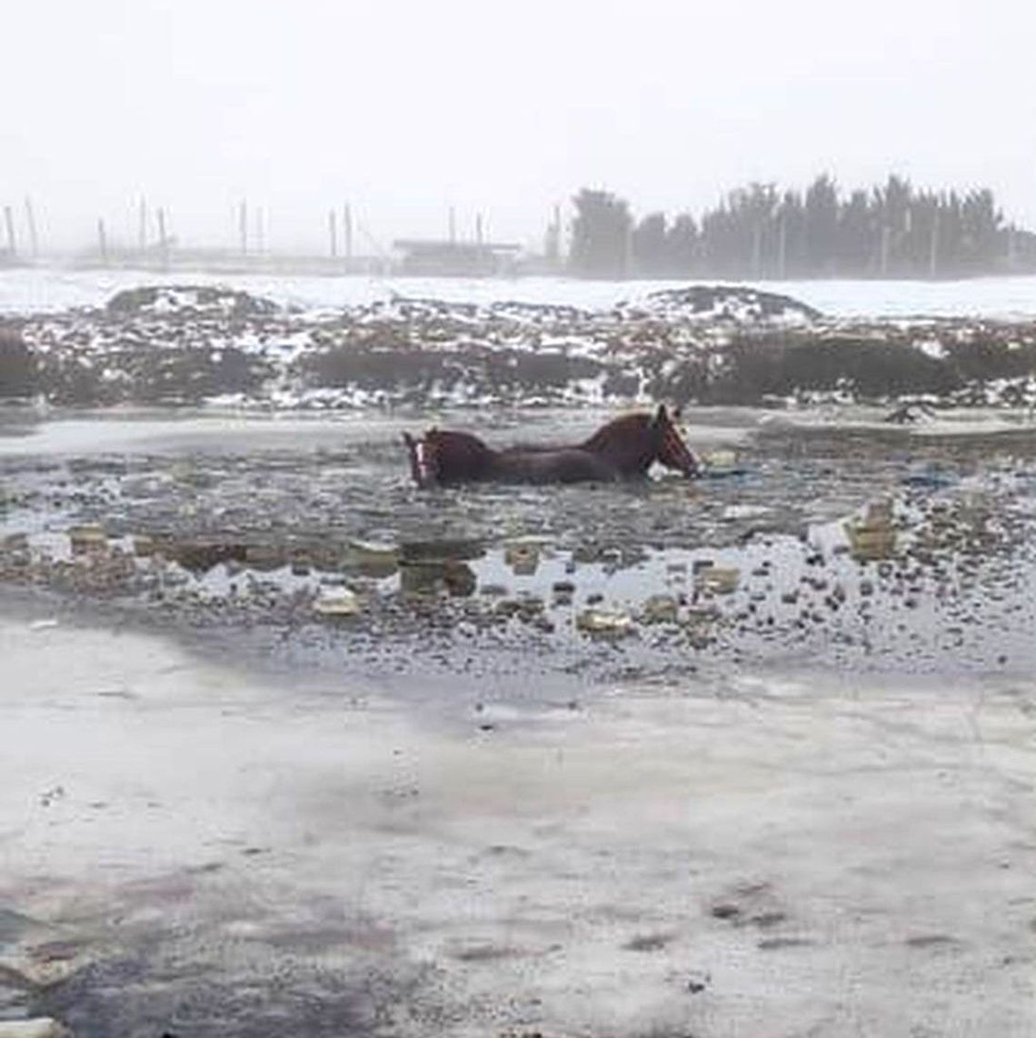Lód załamał się pod końmi. Strażacy ruszyli na ratunek zwierzętom