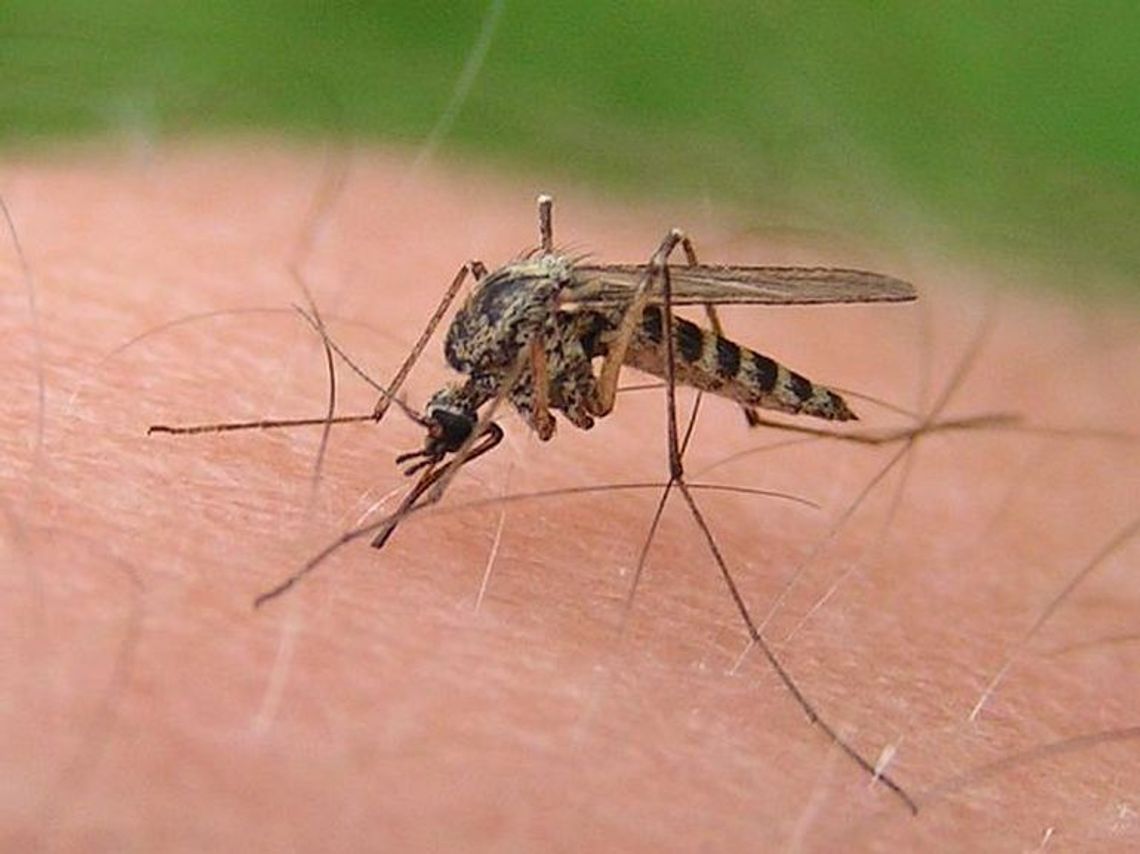 Lokalizacja Gryfina i pogoda sprzyjają inwazji komarów – tłumaczy urzędniczka