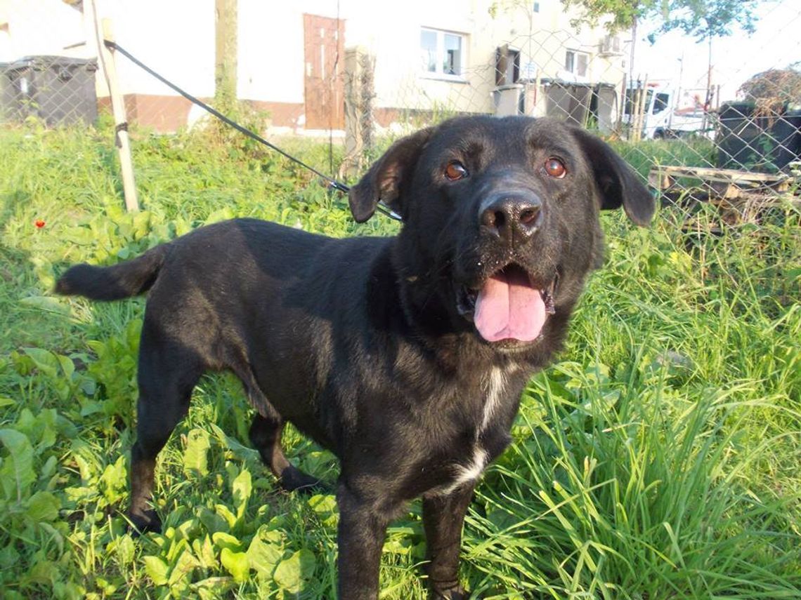 Lulek ma szansę na nowe życie. Prosimy o pomoc Lulek ma szansę na nowe życie. Prosimy o pomoc