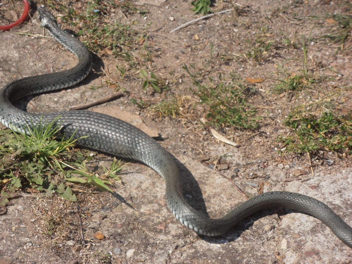Mamy żmiję! Ratujcie! Mamy żmiję! Ratujcie!