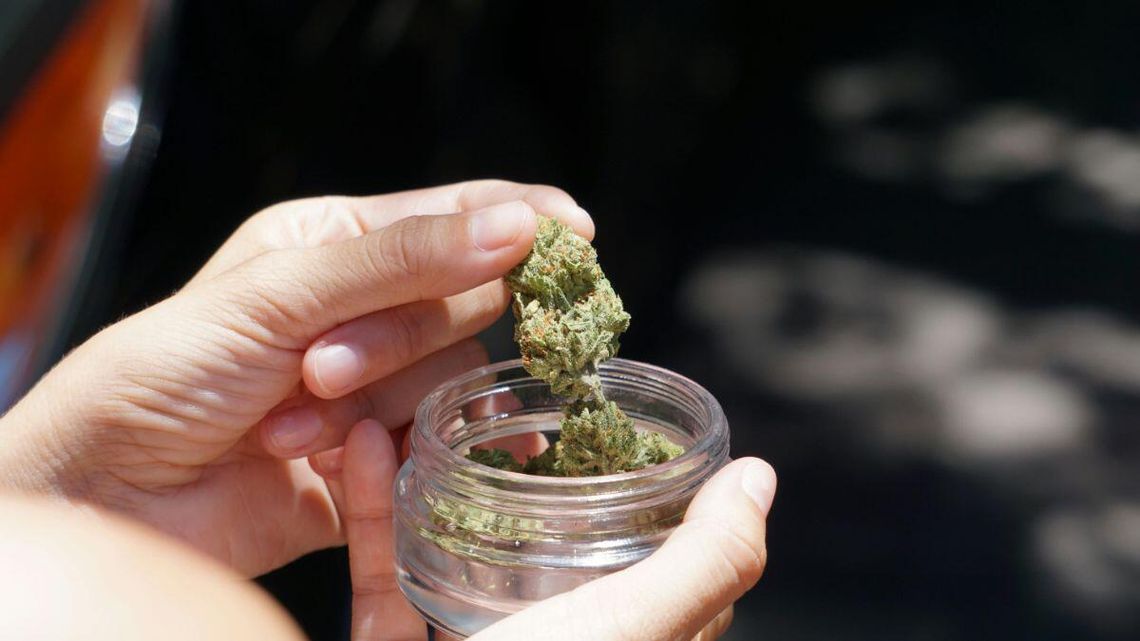 Marihuana na własny użytek ma być legalna, choć nie tak całkiem bez kary?