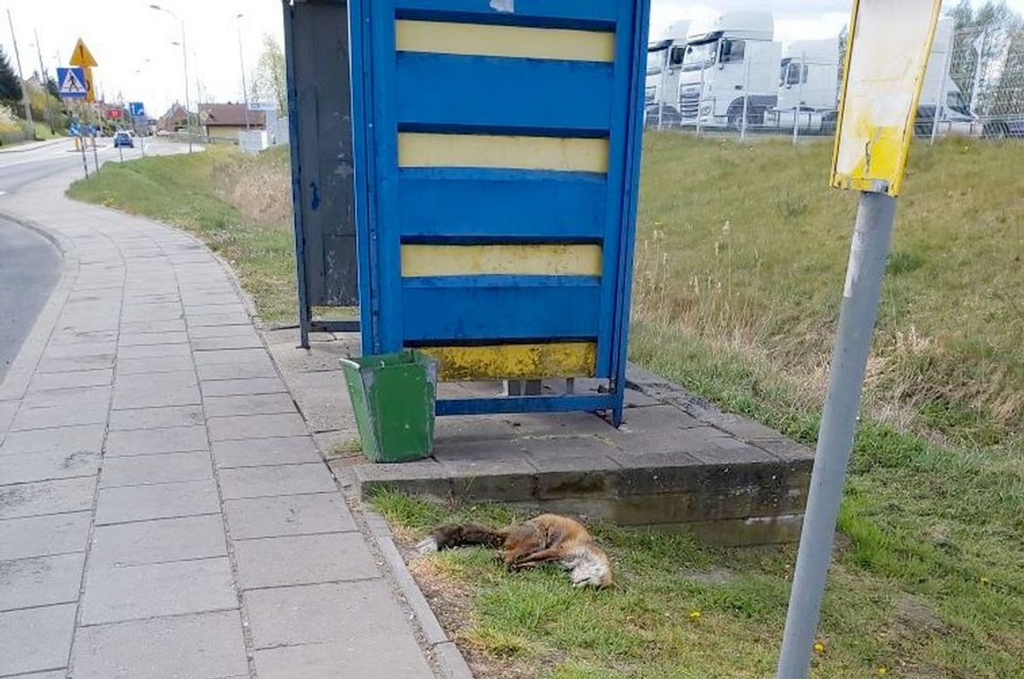 Martwy lis leży na przystanku Martwy lis leży na przystanku