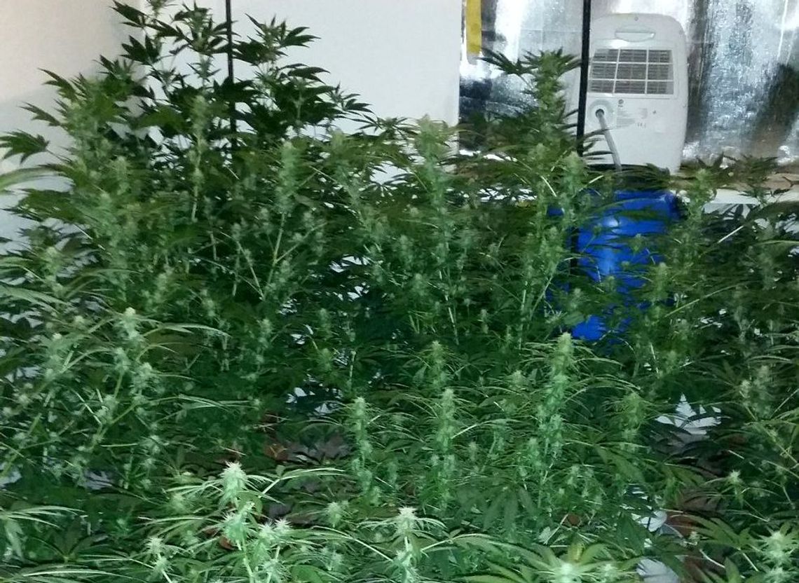 Marychę pielęgnował w pokoju na Górnym Tarasie Marychę pielęgnował w pokoju na Górnym Tarasie