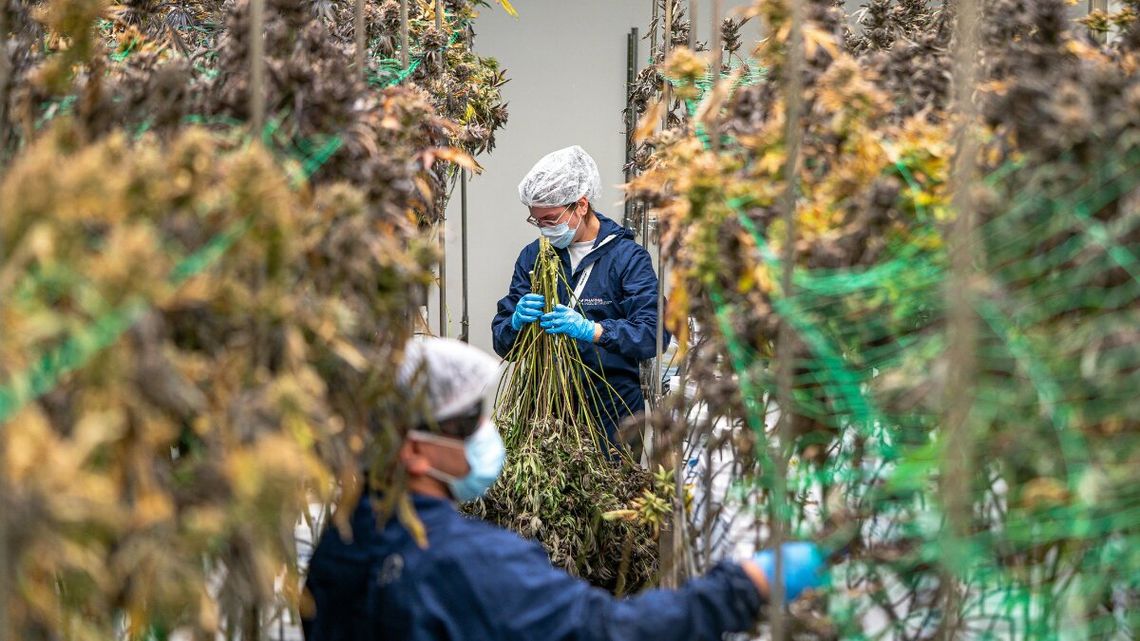 Medyczna marihuana: Prawo vs. rzeczywistość. Rynek kwitnie mimo surowych kontroli i kar