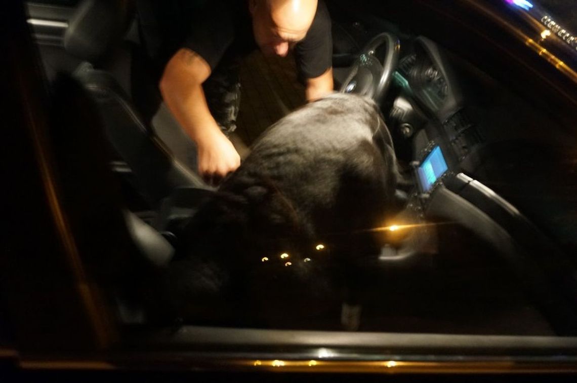 Był pod wpływem narkotyków. Nielegalne środki miał też w aucie