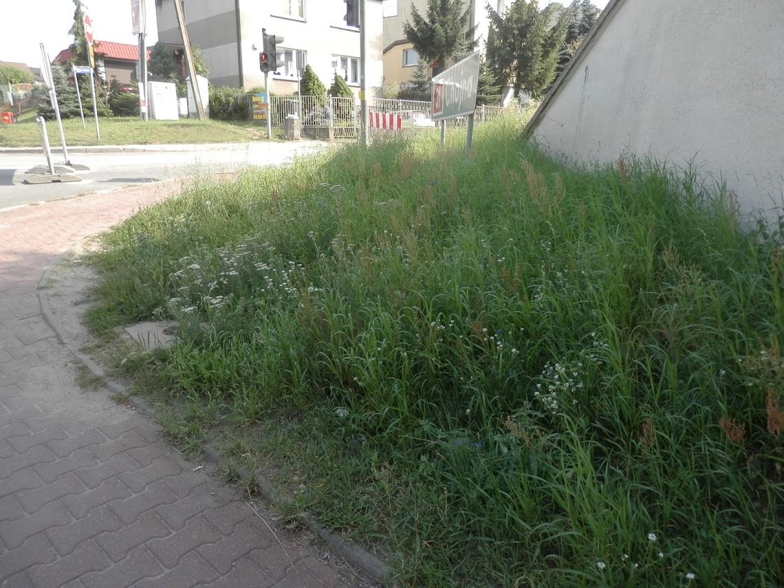 Miasto jest brudne i zaniedbane! – alarmuje czytelnik