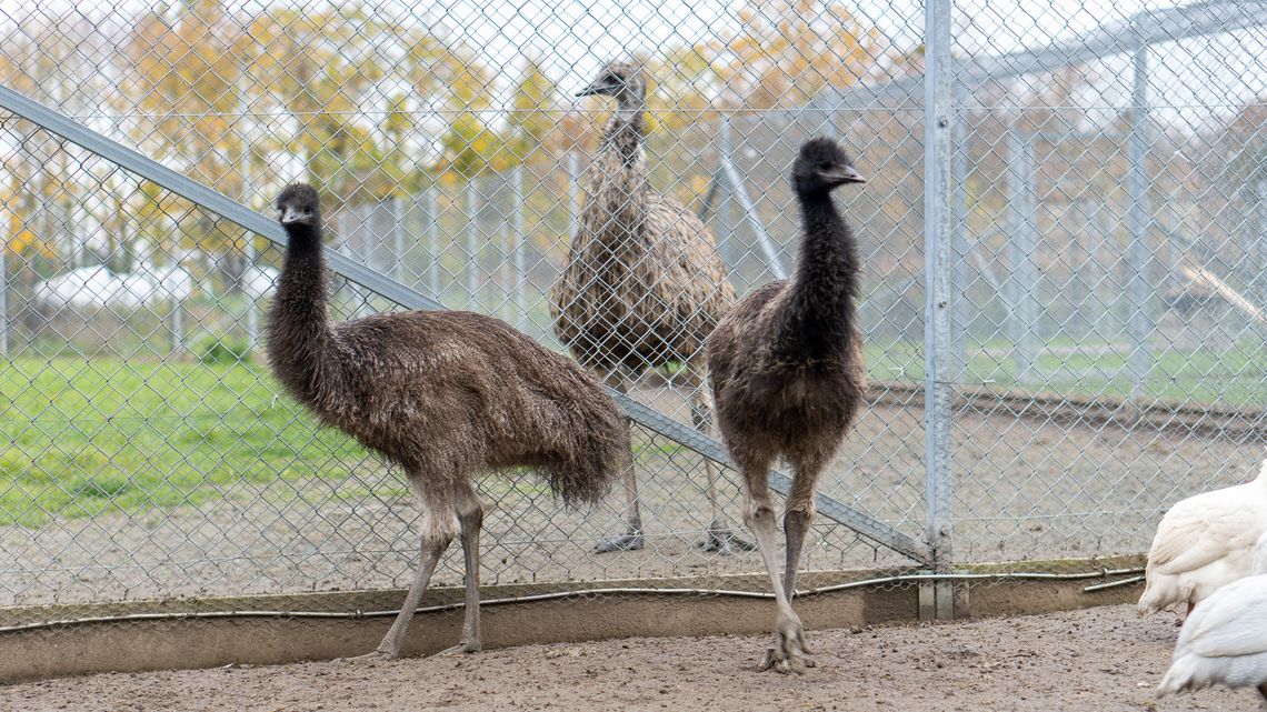 Młoda para emu zamieszka w nowym domu