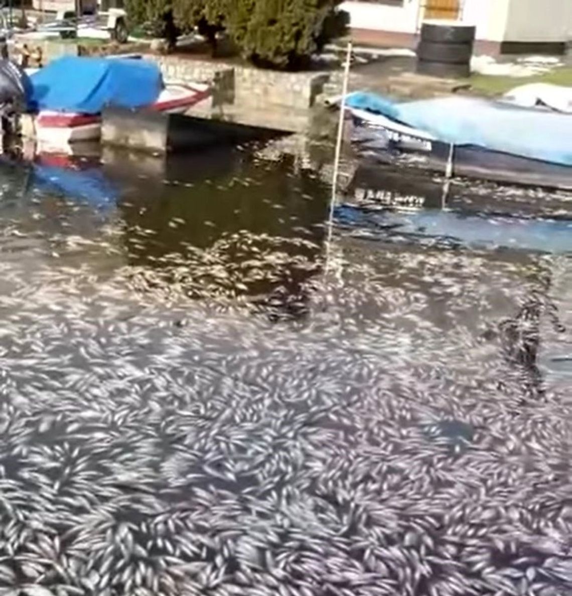 Mnóstwo śniętych ryb na przystani w Gryfinie [ZDJĘCIA]