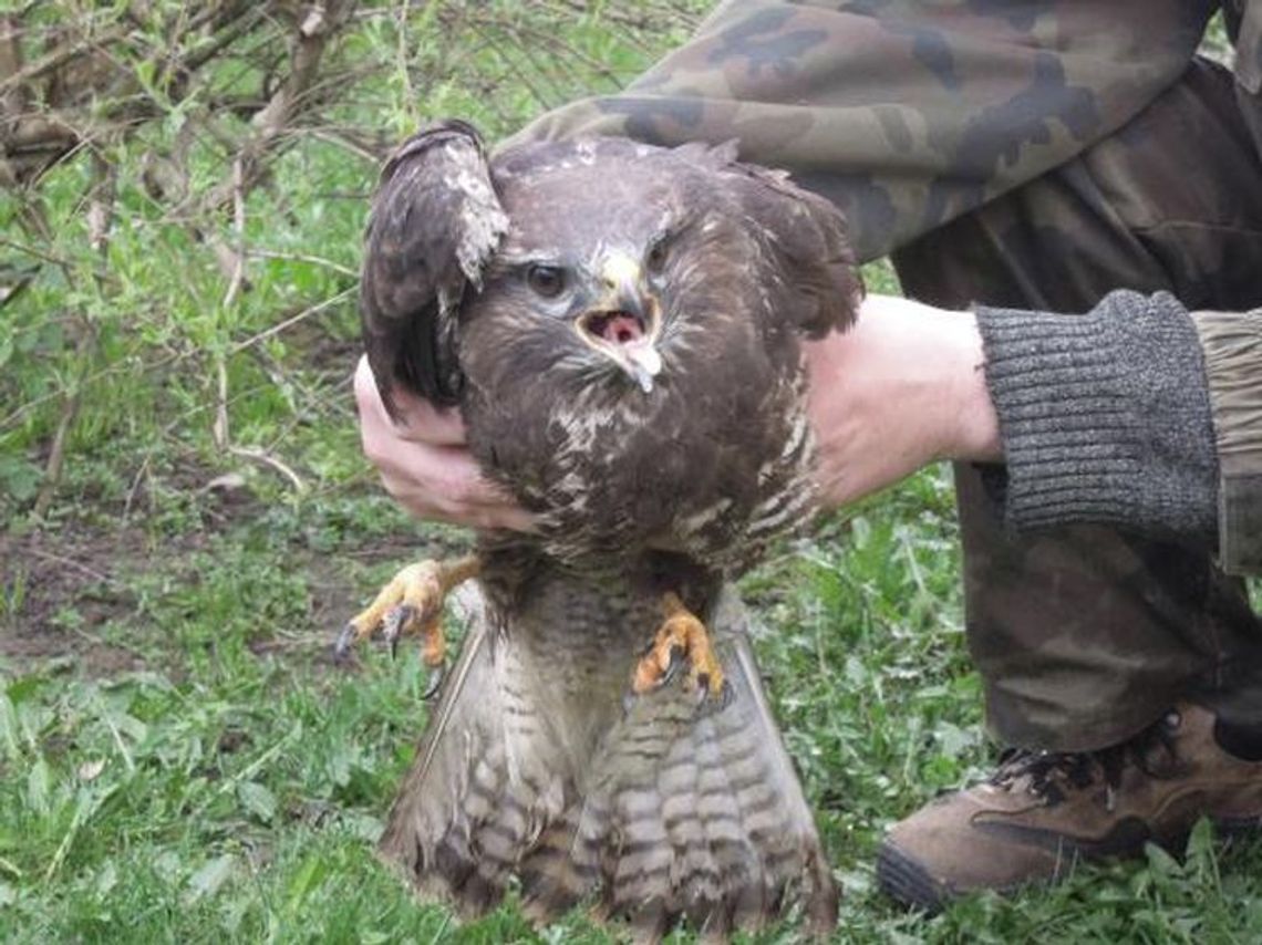 Motocyklista uderzył w… polującego myszołowa Motocyklista uderzył w… polującego myszołowa