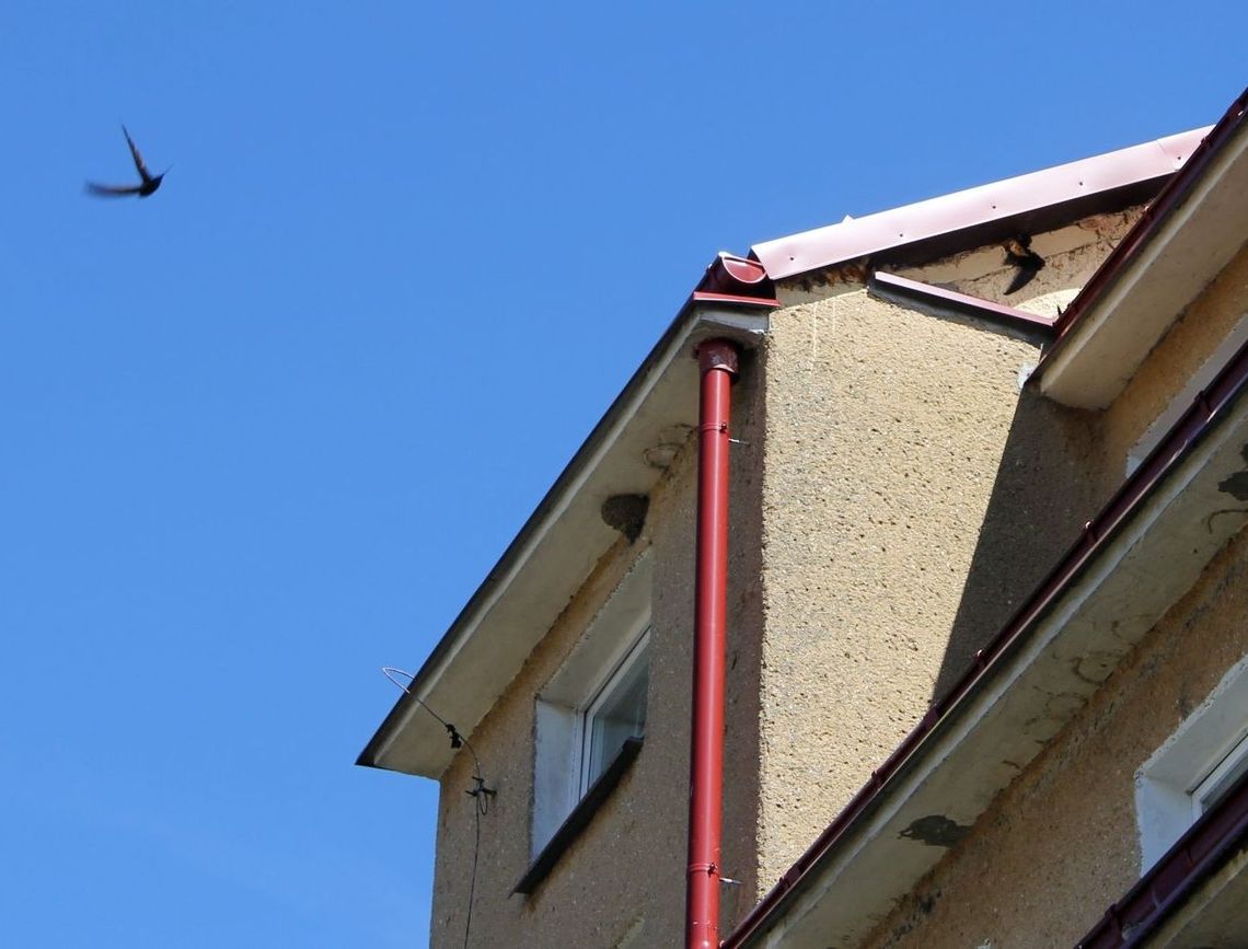 Musi zginąć, bo nie ma takiej drabiny? Musi zginąć, bo nie ma takiej drabiny?