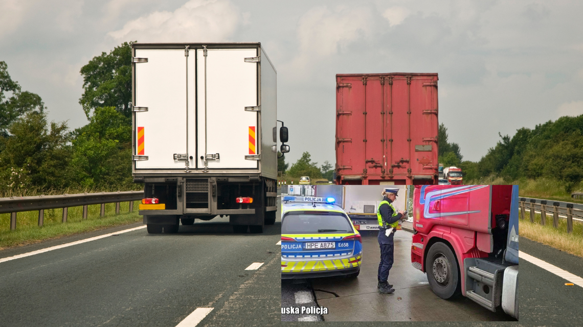 Wyścigi słoni znowu będą legalne. Będą zmiany, bo tego oczekuje branża transportowa