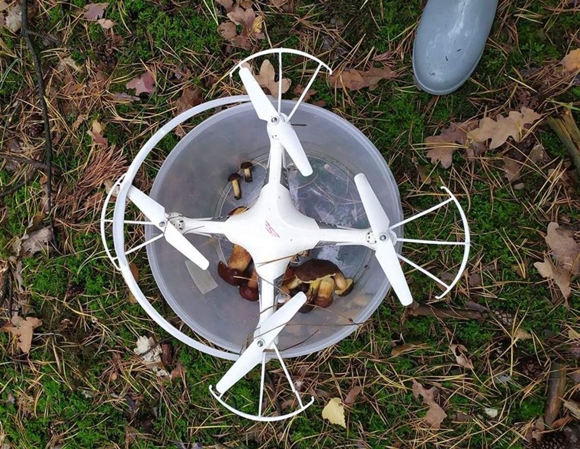 Na grzybach można znaleźć nawet... drona