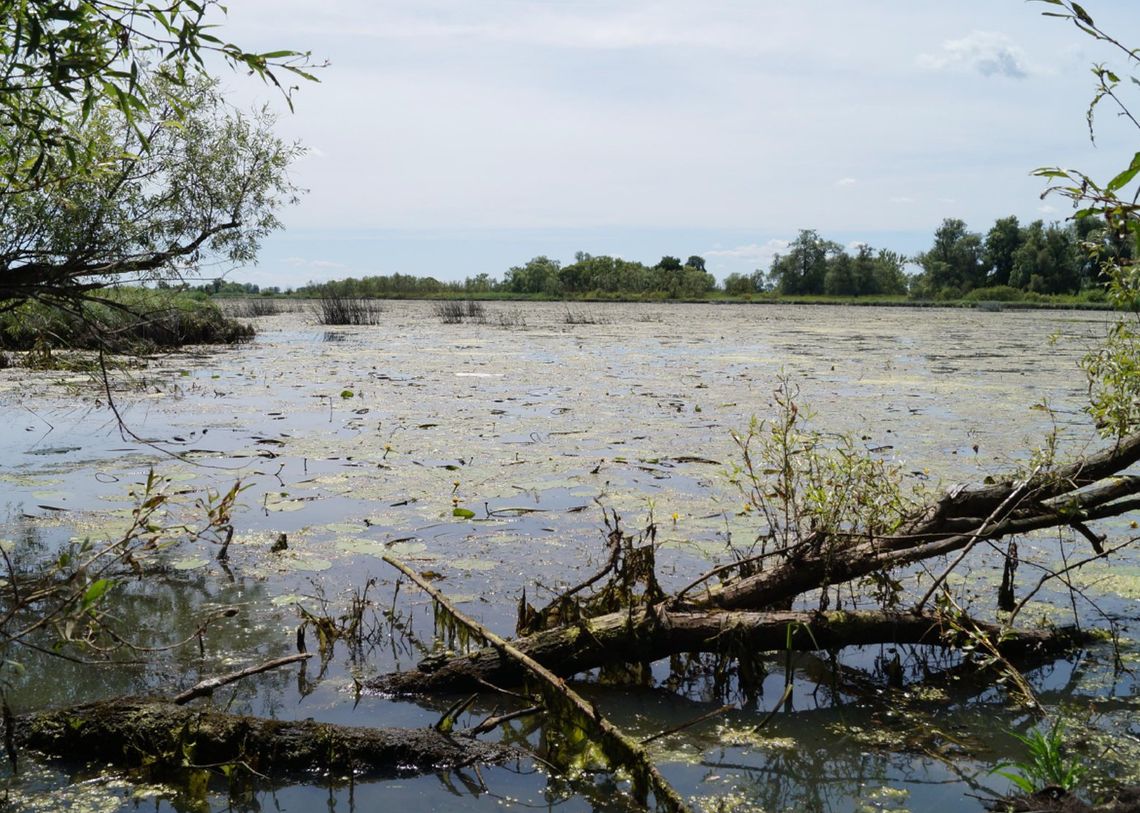 Na ratunek pięknej i unikalnej przyrody Doliny Dolnej Odry Na ratunek pięknej i unikalnej przyrody Doliny Dolnej Odry