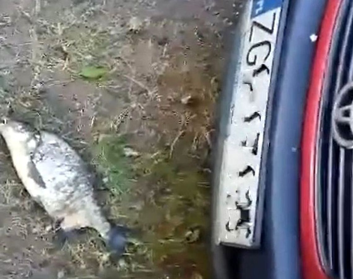 Na samochód spadła... latająca ryba [WIDEO]