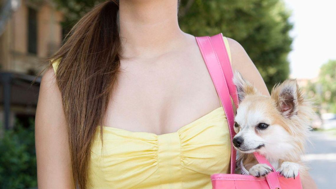 Do hotelu z psem? Nie tylko małe, ale i duże