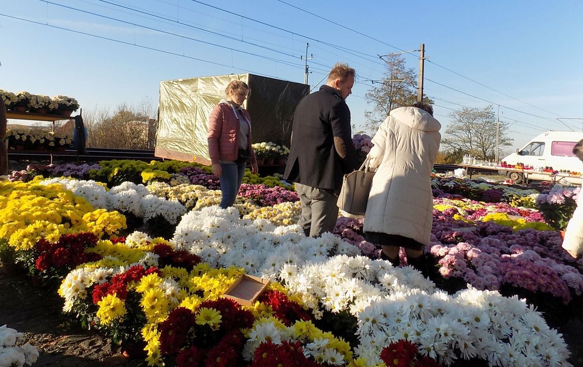 Na Wszystkich Świętych i Dzień Zaduszny ozdabiamy groby chryzantemami, zapalamy znicze