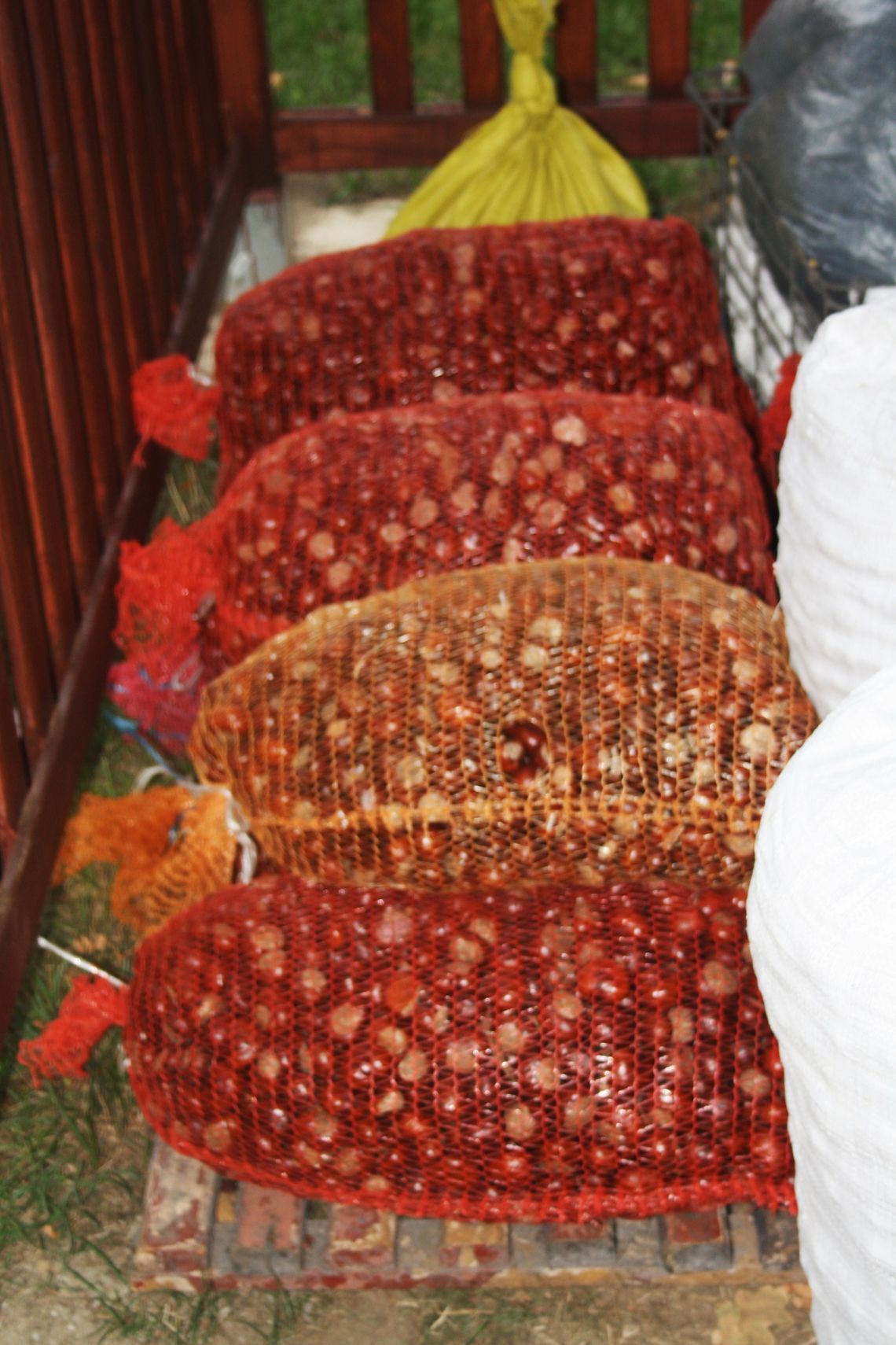 Na zielone dywany lecą z wysoka kasztany Na zielone dywany lecą z wysoka kasztany