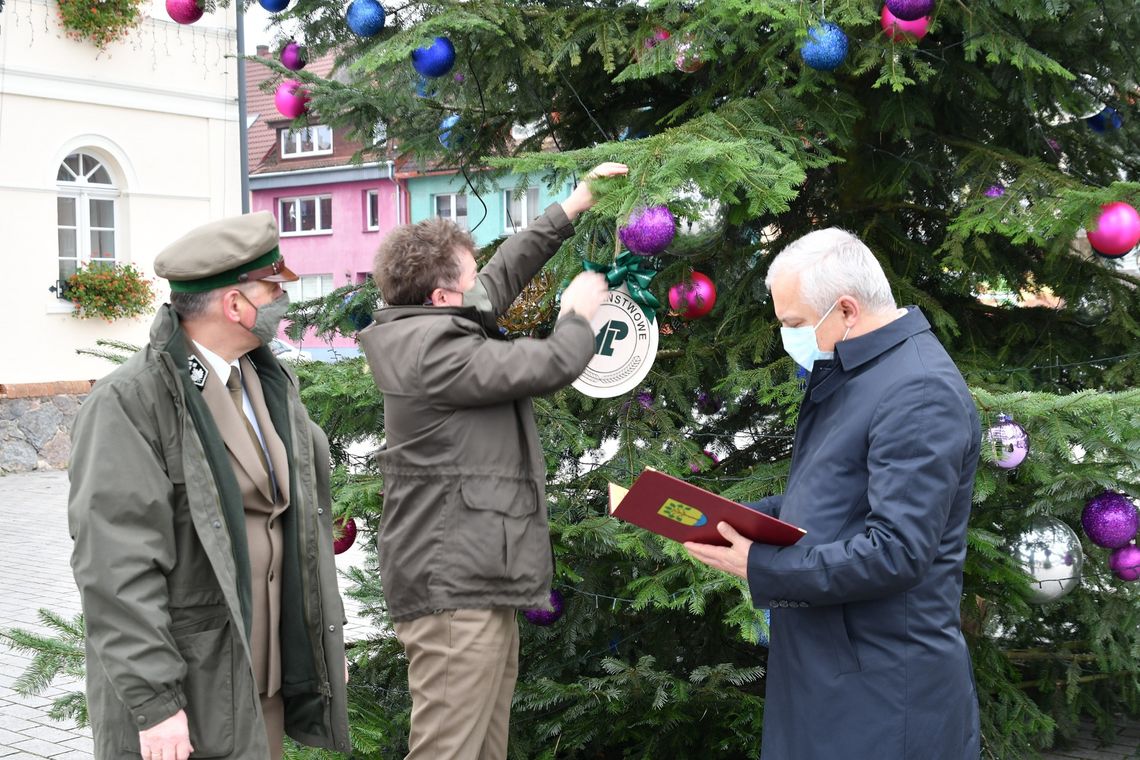 Nadleśnictwo przekazało miastu drzewka na choinki Nadleśnictwo przekazało miastu drzewka na choinki