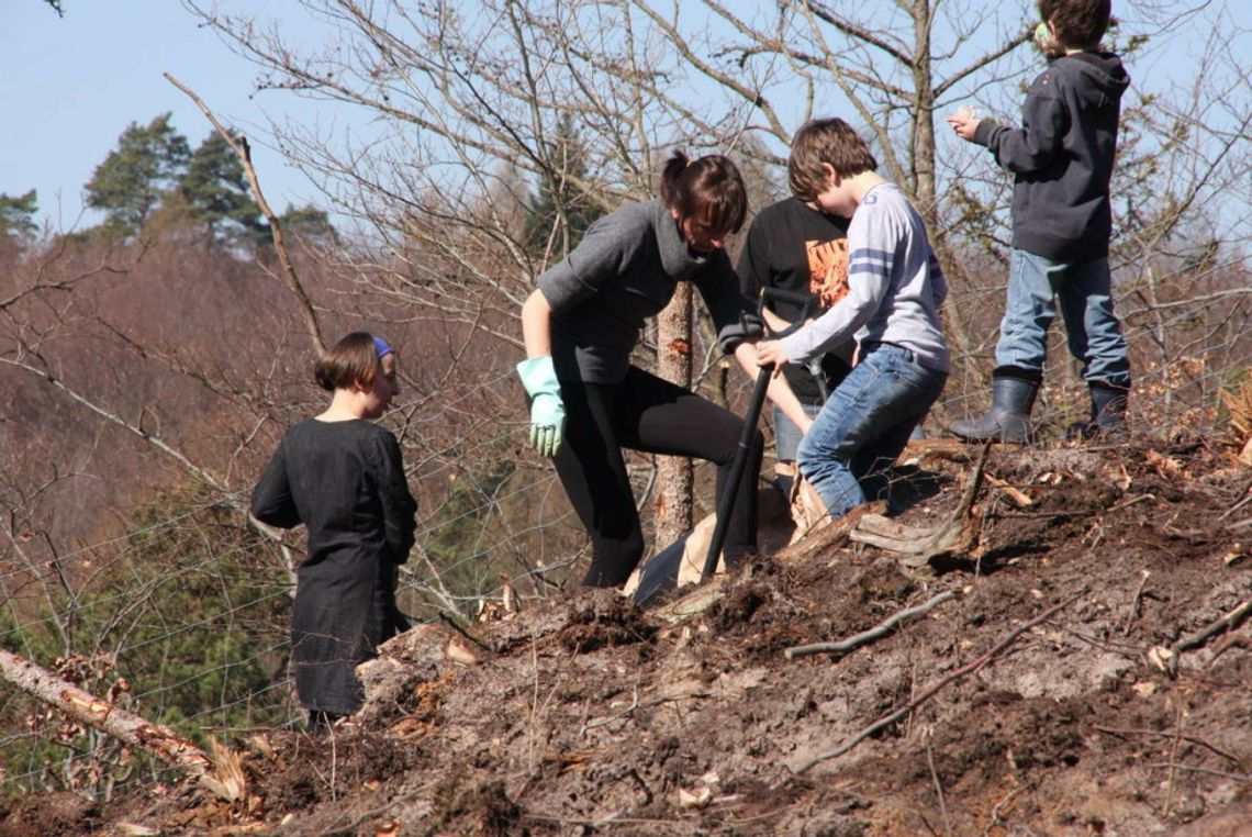 Nadleśnictwo zaprasza do sadzenia drzew... owocowych
