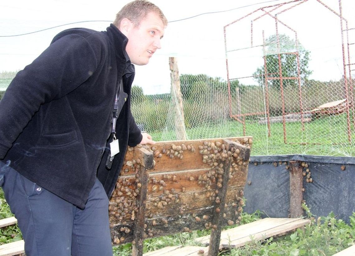 Namawia do hodowli ślimaka Namawia do hodowli ślimaka