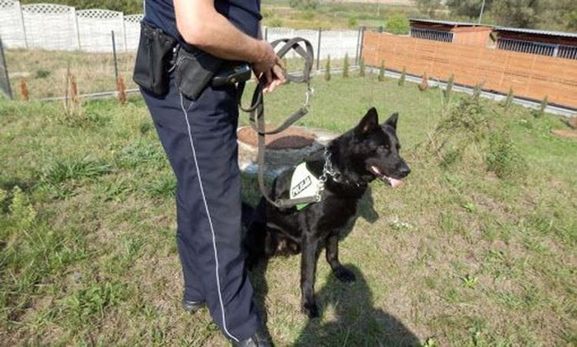 Napadli na niego w domu. Policja z psem szukała sprawców Napadli na niego w domu. Policja z psem szukała sprawców