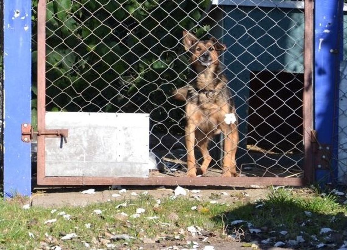 Napełnij miskę w kojcu