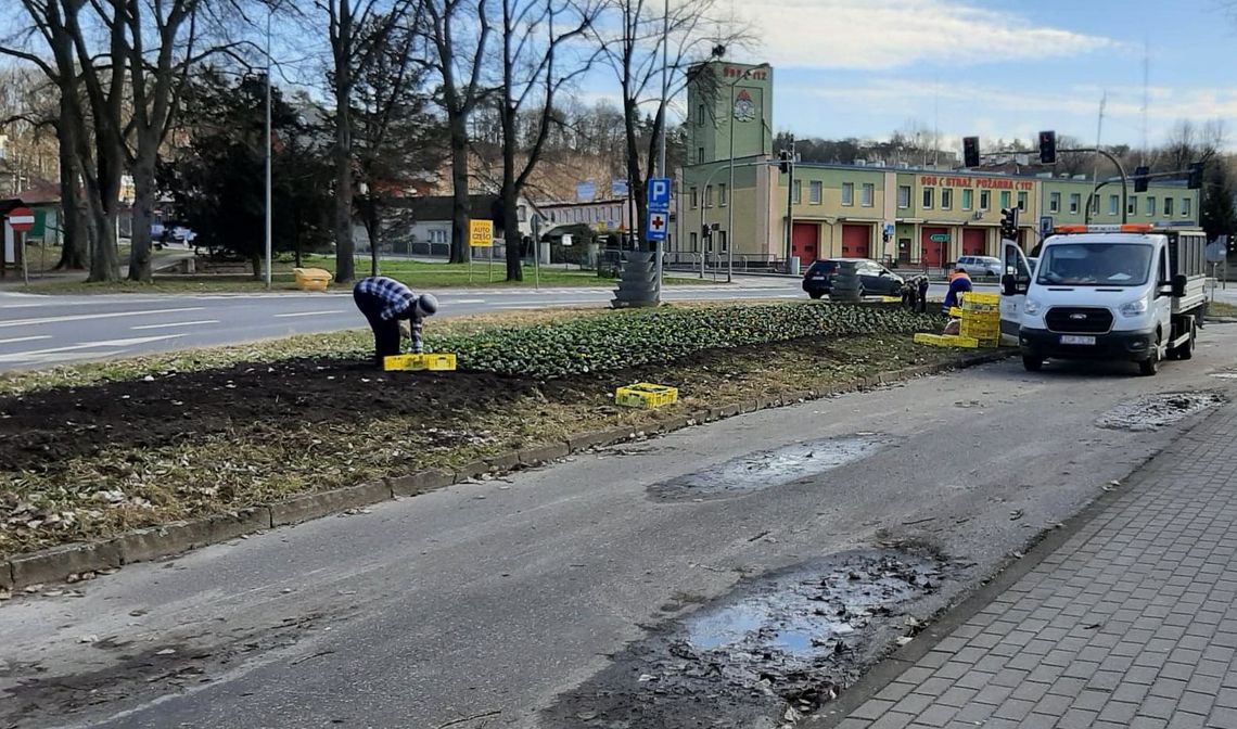 Nasadzili bratków Nasadzili bratków