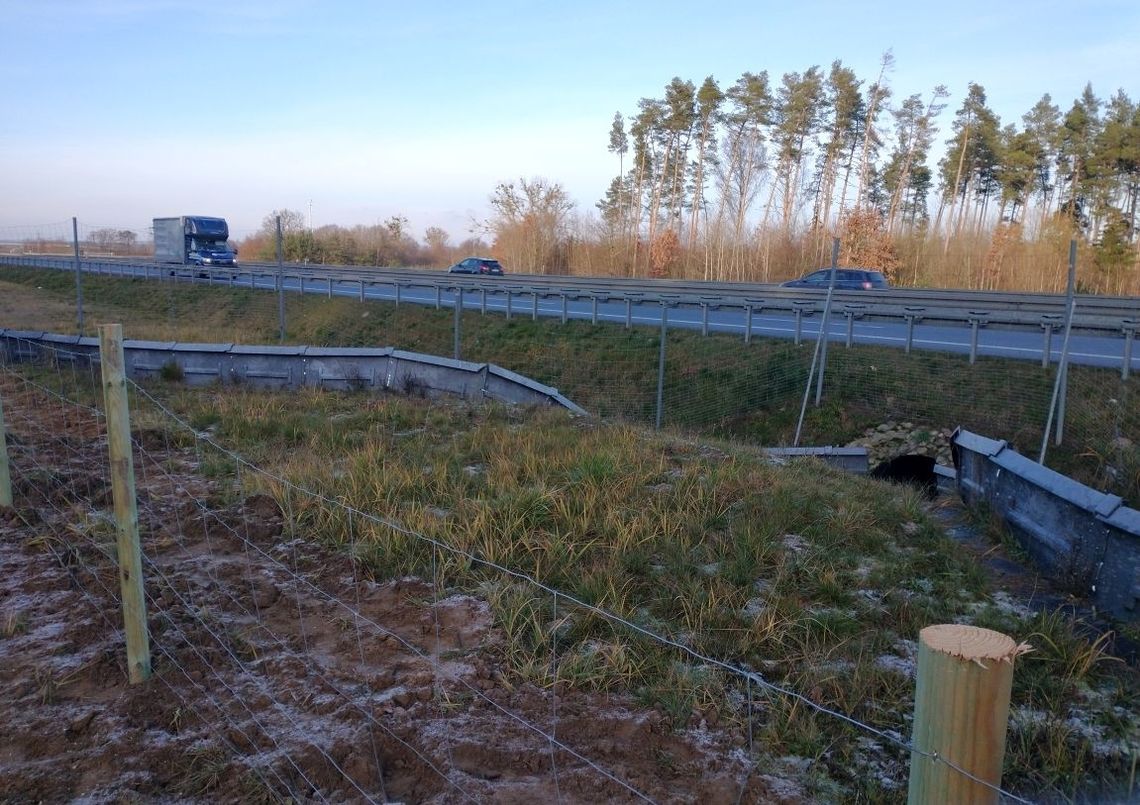 Nasz region zagrożony afrykańskim pomorem świń. Powstają przegrodzenia przejść dla zwierząt Nasz region zagrożony afrykańskim pomorem świń. Powstają przegrodzenia przejść dla zwierząt