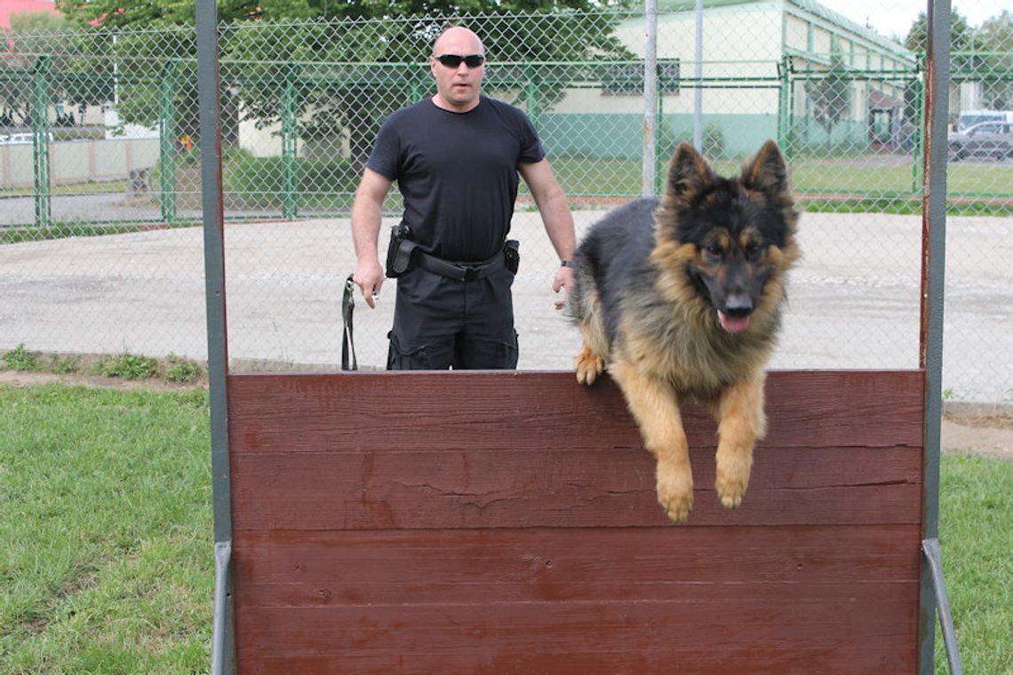 Nasze psy też uczestniczą w atestacji Nasze psy też uczestniczą w atestacji