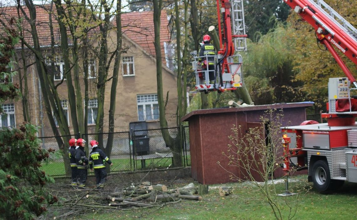 Nawet drzewa wokół Pałacyku pod Lwami padają Nawet drzewa wokół Pałacyku pod Lwami padają