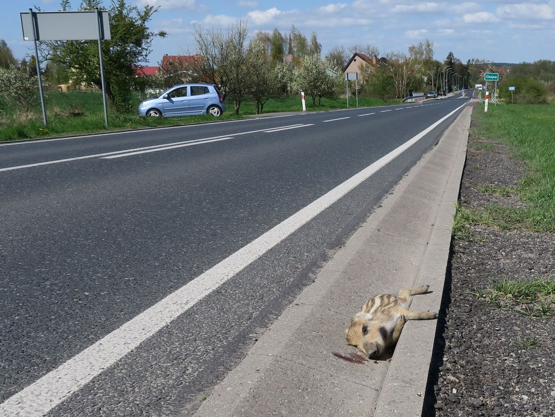 Nie zdążył przejść za swoją mamą Nie zdążył przejść za swoją mamą