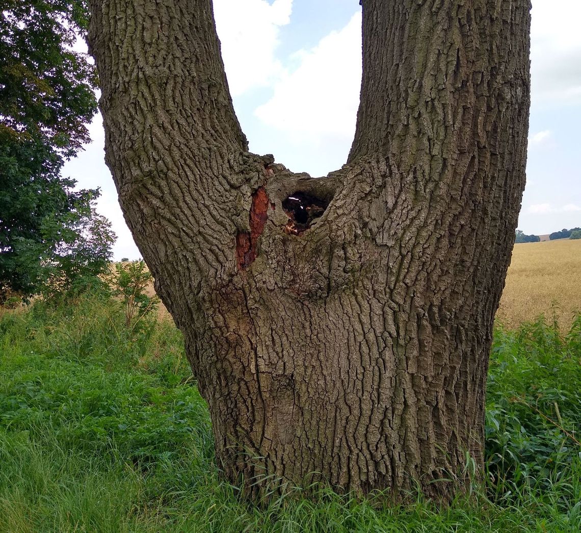 Niebezpieczne, martwe drzewa przy drodze powiatowej - ostrzega czytelniczka Niebezpieczne, martwe drzewa przy drodze powiatowej - ostrzega czytelniczka