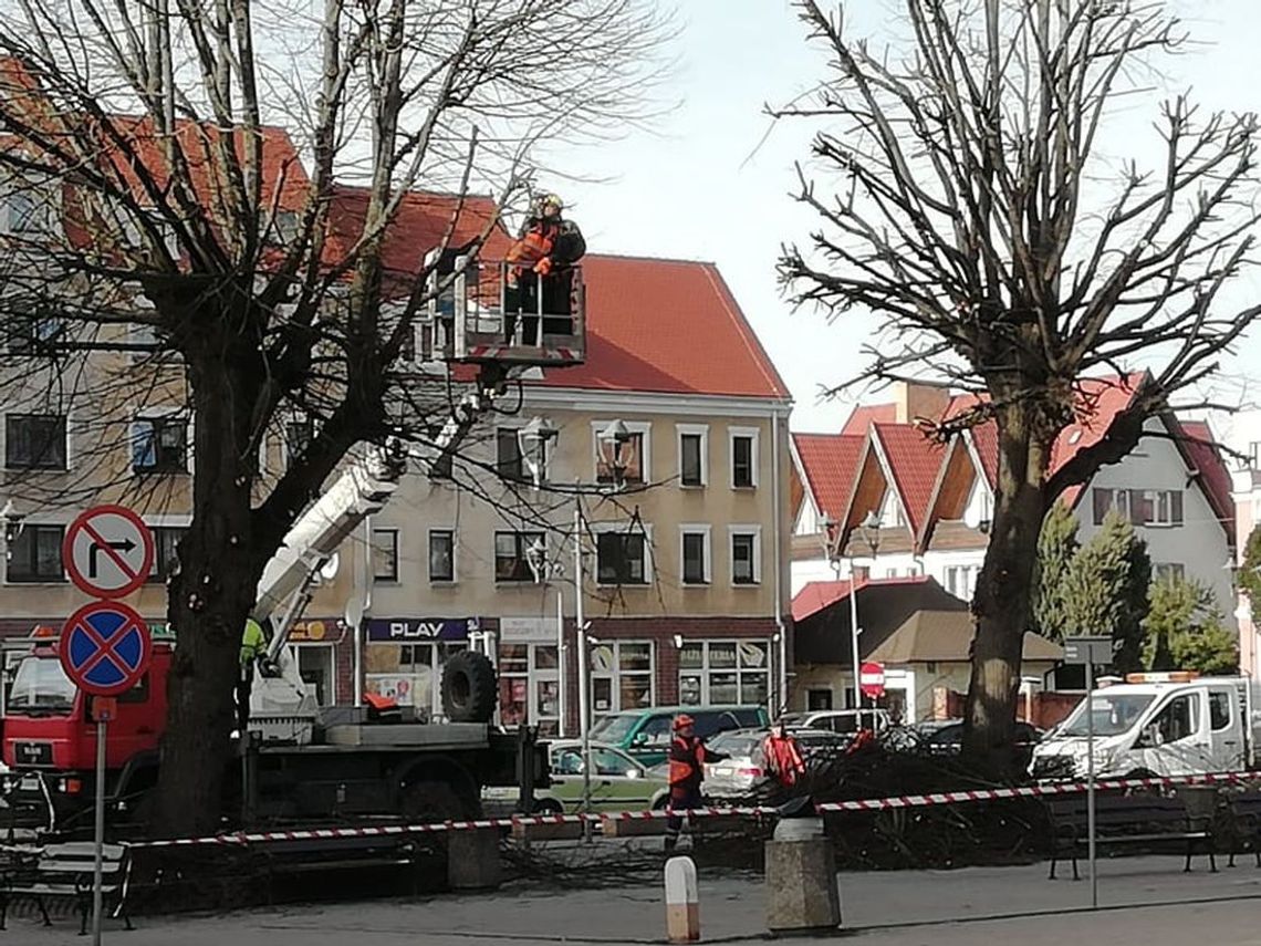 Niemal ogłowili drzewa na placu Barnima [ZDJĘCIA]