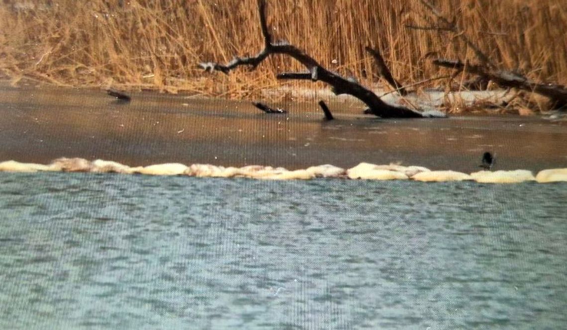Niepokojące znalezisko na akwenie. Zamarzły bo nie miały sił? Niepokojące znalezisko na akwenie. Zamarzły bo nie miały sił?